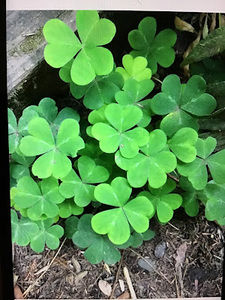 Meet your Posher, Cathy